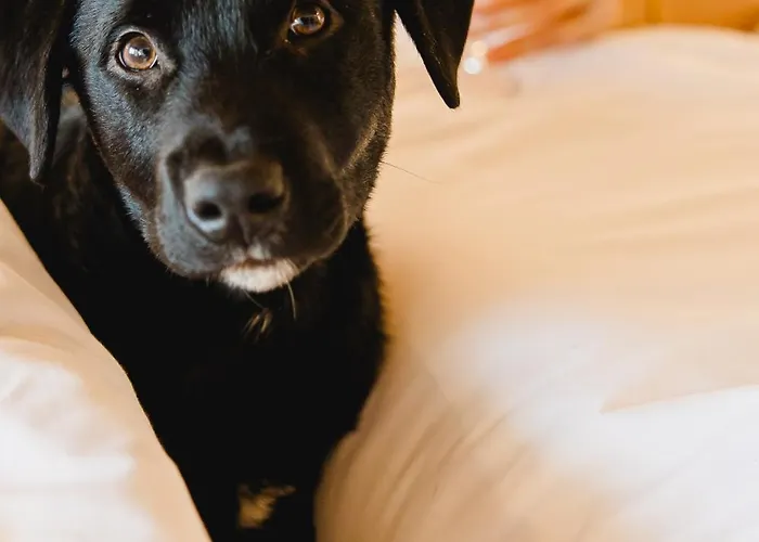 מלון Canadiano Urban Nature Ponta Delgada