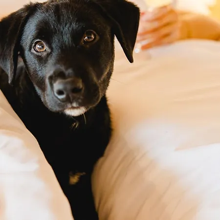 فندق Canadiano Urban Nature Ponta Delgada