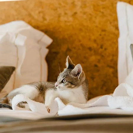 Canadiano Urban Nature Hotel Ponta Delgada (Sao Miguel)